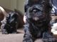 Shih Tzu Puppies for sale in Ashville, OH 43103, USA. price: $600