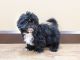Shih Tzu Puppies for sale in Gastonia, NC, USA. price: $900