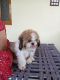 Shih Tzu Puppies for sale in Andhra Pradesh 523187, India. price: NA