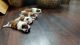 Shih Tzu Puppies for sale in Gurugram, Haryana, India. price: 20000 INR