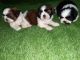 Shih Tzu Puppies for sale in Ahmedabad, Gujarat, India. price: 20000 INR