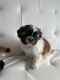 Shih Tzu Puppies for sale in Binghamton, NY, USA. price: $200,000