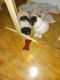 Shih Tzu Puppies for sale in Laplace, LA, USA. price: NA