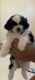 Shih Tzu Puppies for sale in Palm Springs, CA, USA. price: NA
