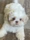 Shih Tzu Puppies for sale in Turlock, CA, USA. price: $1,500