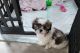 Shih Tzu Puppies for sale in Myrtle Beach-Conway-North Myrtle Beach, SC, SC, USA. price: NA