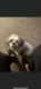 Shih Tzu Puppies for sale in Kingwood, Houston, TX, USA. price: NA