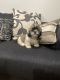 Shih Tzu Puppies for sale in San Diego, CA, USA. price: $600
