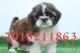 Shih Tzu Puppies for sale in Ahmedabad, Gujarat, India. price: 18000 INR