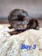 Shih Tzu Puppies for sale in Nampa, ID, USA. price: $800