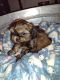 Shih Tzu Puppies for sale in Tucson, AZ, USA. price: $75,000
