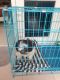 Shih Tzu Puppies for sale in Edappally, Kochi, Kerala, India. price: 25000 INR