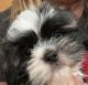 Shih Tzu Puppies for sale in Roseville, OH 43777, USA. price: NA