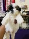 Shih Tzu Puppies for sale in Nanded Fata, Pandurang Industrial Area, Nanded, Pune, Maharashtra, India. price: 20000 INR