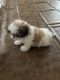Shih Tzu Puppies for sale in Henderson, NV, USA. price: $950