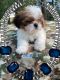 Shih Tzu Puppies for sale in Gainesville, FL, USA. price: $1,200