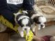 Shih Tzu Puppies for sale in Hebbal, Bengaluru, Karnataka, India. price: 13000 INR