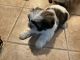 Shih Tzu Puppies for sale in 110 Poachers Point Ln, Freeport, PA 16229, USA. price: NA