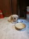 Shih Tzu Puppies for sale in Buford, GA 30519, USA. price: $80,000