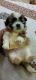 Shih Tzu Puppies for sale in Vikaspuri, New Delhi, Delhi 110018, India. price: 25000 INR