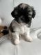 Shih Tzu Puppies for sale in Binghamton, NY, USA. price: $1,000