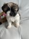 Shih Tzu Puppies for sale in Binghamton, NY, USA. price: NA