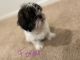 Shih Tzu Puppies for sale in Lemoore, CA 93245, USA. price: NA