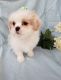 Shih Tzu Puppies for sale in Montrose, CO, USA. price: $220,000