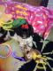 Shih Tzu Puppies for sale in Canton, OH 44708, USA. price: NA
