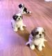 Shih Tzu Puppies for sale in Denver, CO, USA. price: $1,200