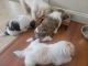 Shih Tzu Puppies for sale in Jacksonville, NC, USA. price: $12,000