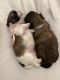Shih Tzu Puppies for sale in Gilbert, AZ 85295, USA. price: NA