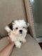 Shih Tzu Puppies for sale in Henderson, NV, USA. price: $950