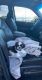 Shih Tzu Puppies for sale in Peabody, MA, USA. price: NA