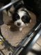 Shih Tzu Puppies for sale in 157 E South St, Rialto, CA 92376, USA. price: $60