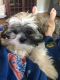 Shih Tzu Puppies for sale in Overland Park, KS, USA. price: $500