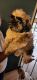 Shih Tzu Puppies for sale in Wailuku, HI 96793, USA. price: NA