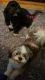 Shih Tzu Puppies for sale in Vermont St, Brooklyn, NY 11207, USA. price: NA