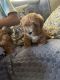 Shih Tzu Puppies for sale in Livonia, MI, USA. price: $500