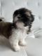 Shih Tzu Puppies for sale in Binghamton, NY, USA. price: $1,000