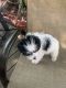 Shih Tzu Puppies for sale in Taunton, MA, USA. price: NA