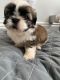 Shih Tzu Puppies for sale in Queens, NY, USA. price: $200