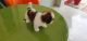 Shih Tzu Puppies for sale in Lucknow, Uttar Pradesh 226006, India. price: 30000 INR