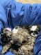 Shih Tzu Puppies for sale in Maricopa, AZ, USA. price: $2,000