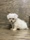 Shih Tzu Puppies for sale in Stantonville, TN 38379, USA. price: NA