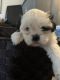 Shih Tzu Puppies for sale in Plainview, TX 79072, USA. price: $400