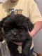 Shih Tzu Puppies for sale in Watkins, MN 55389, USA. price: $500