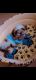 Shih Tzu Puppies for sale in Wagholi, Pune, Maharashtra 412207, India. price: 16 INR