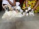 Shih Tzu Puppies for sale in Guwahati, Assam, India. price: 26000 INR