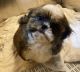Shih Tzu Puppies for sale in Pickens, SC 29671, USA. price: $250,000
